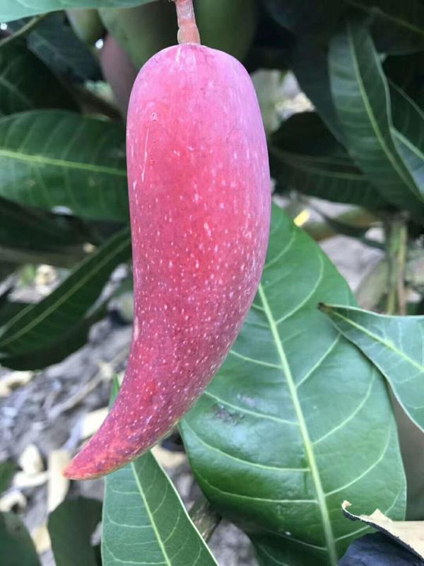 辣椒芒果 辣椒芒果