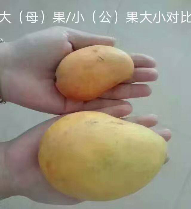 芒果公果和母果的对比 芒果公果和母果的对比